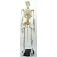 Medium Size Human Skeleton